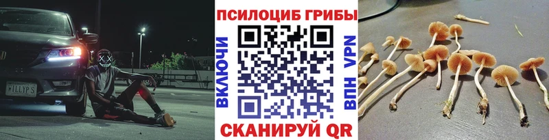Псилоцибиновые грибы Cubensis Бабаево